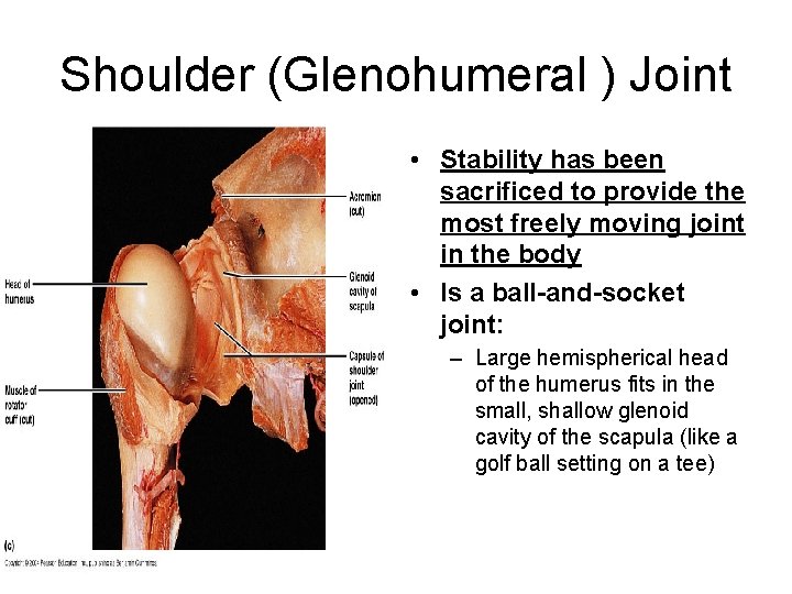 Shoulder (Glenohumeral ) Joint • Stability has been sacrificed to provide the most freely