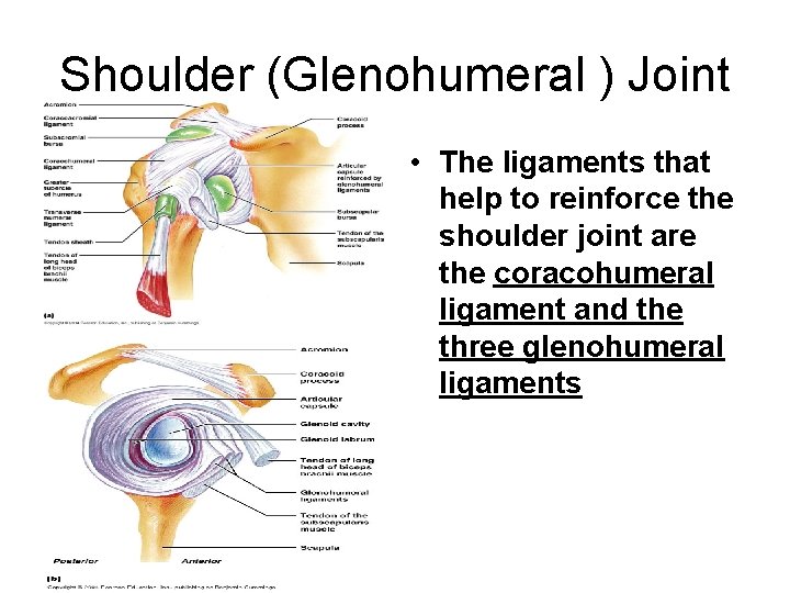 Shoulder (Glenohumeral ) Joint • The ligaments that help to reinforce the shoulder joint