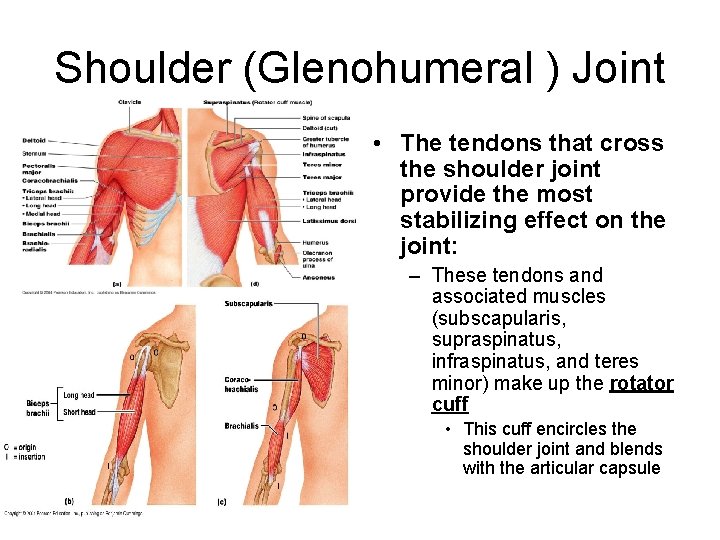 Shoulder (Glenohumeral ) Joint • The tendons that cross the shoulder joint provide the
