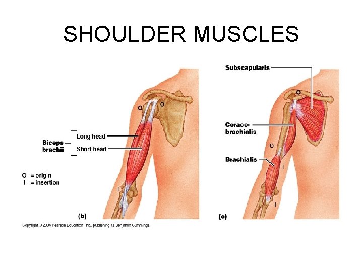 SHOULDER MUSCLES 