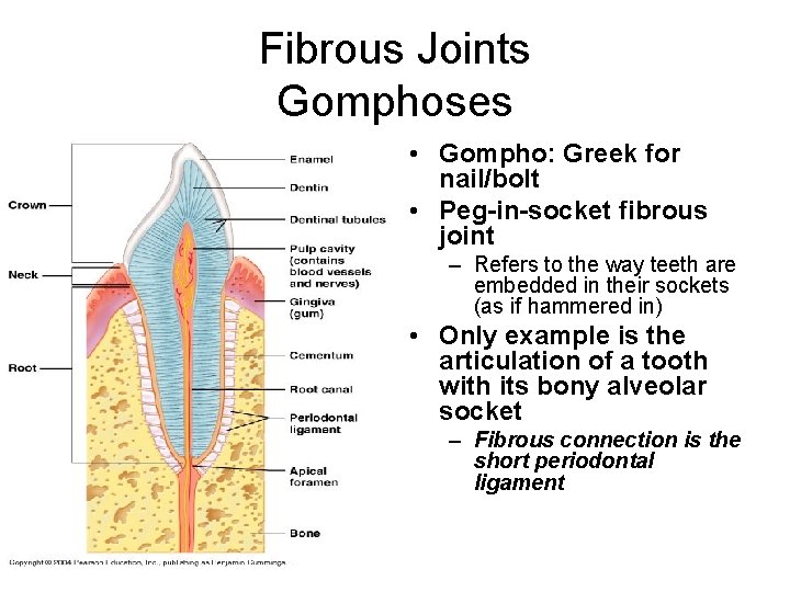 Fibrous Joints Gomphoses • Gompho: Greek for nail/bolt • Peg-in-socket fibrous joint – Refers