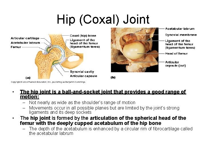 Hip (Coxal) Joint • The hip joint is a ball-and-socket joint that provides a