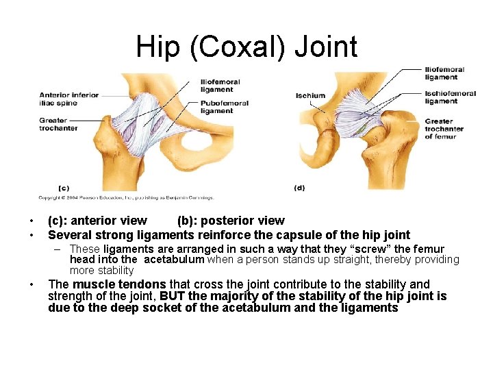 Hip (Coxal) Joint • • (c): anterior view (b): posterior view Several strong ligaments