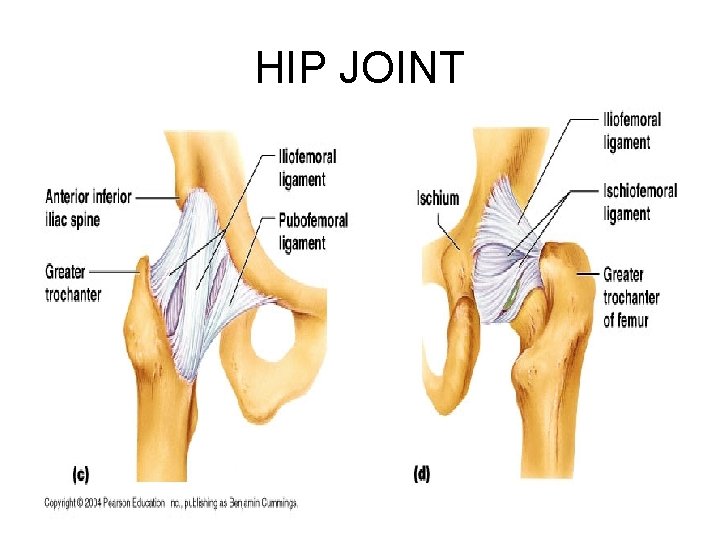 HIP JOINT 