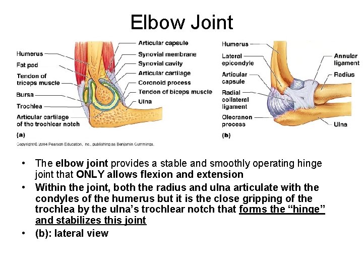 Elbow Joint • The elbow joint provides a stable and smoothly operating hinge joint