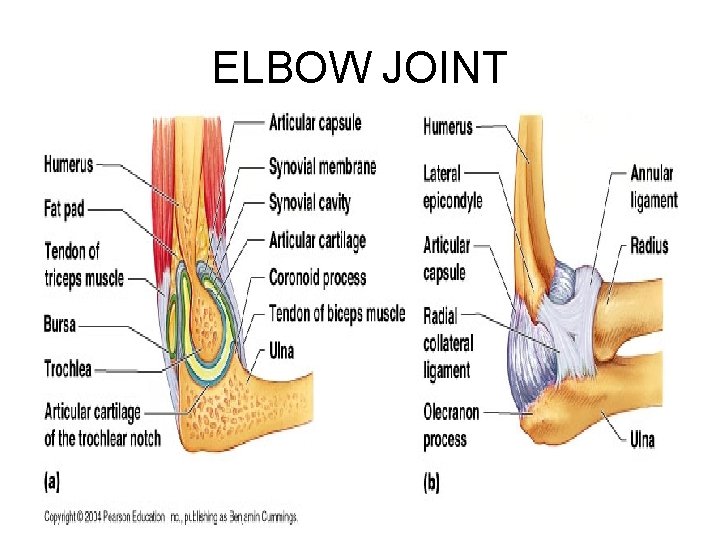 ELBOW JOINT 