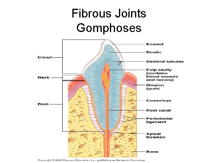 Fibrous Joints Gomphoses 