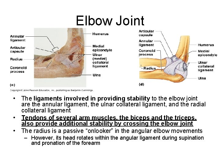 Elbow Joint • The ligaments involved in providing stability to the elbow joint are