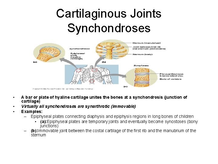 Cartilaginous Joints Synchondroses • • • A bar or plate of hyaline cartilage unites