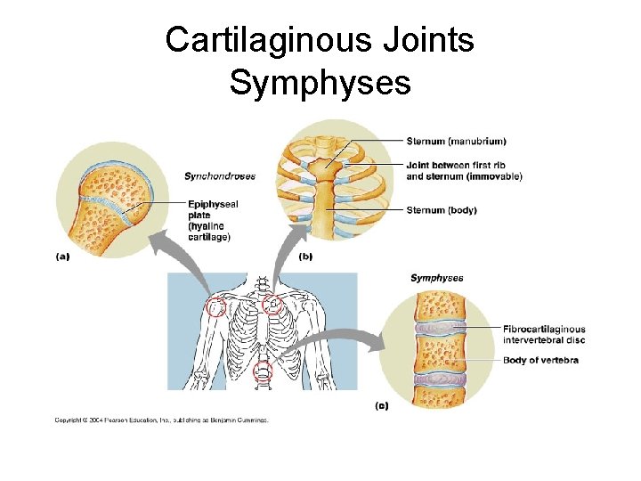 Cartilaginous Joints Symphyses 