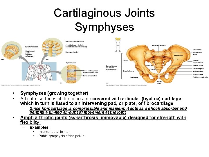 Cartilaginous Joints Symphyses • • Symphyses (growing together) Articular surfaces of the bones are