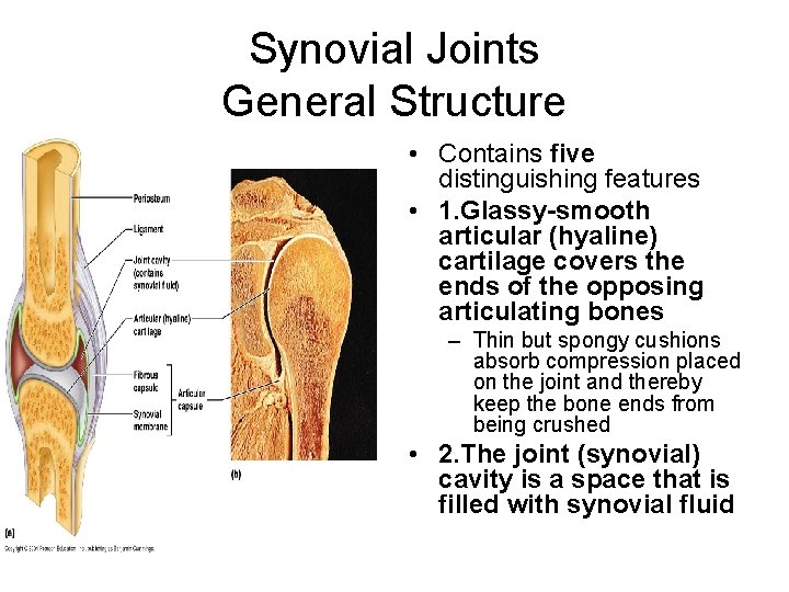 Synovial Joints General Structure • Contains five distinguishing features • 1. Glassy-smooth articular (hyaline)