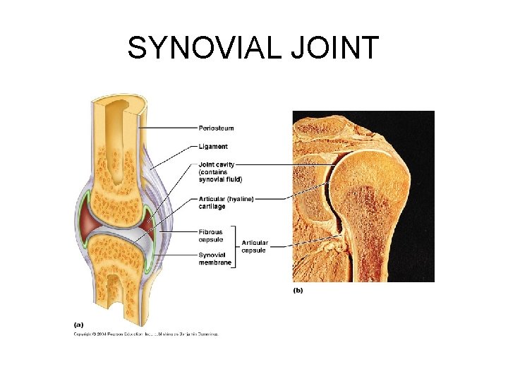 SYNOVIAL JOINT 