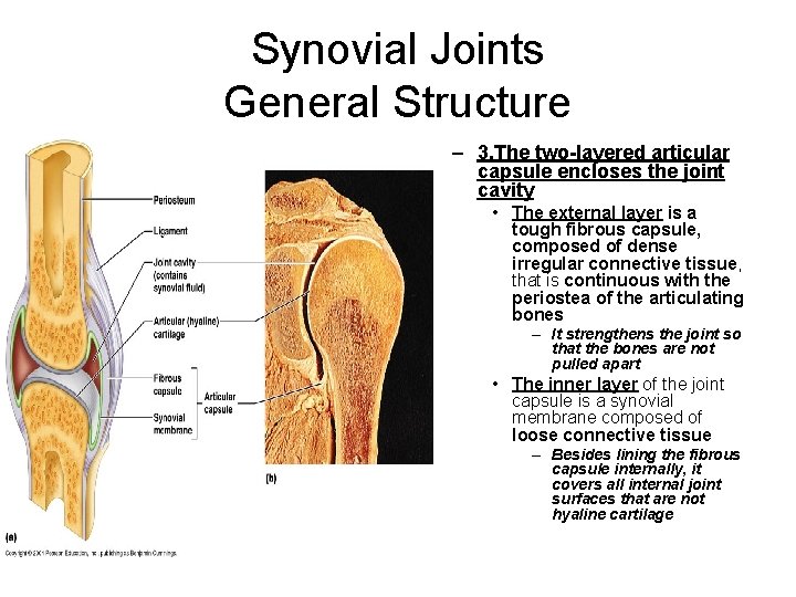 Synovial Joints General Structure – 3. The two-layered articular capsule encloses the joint cavity