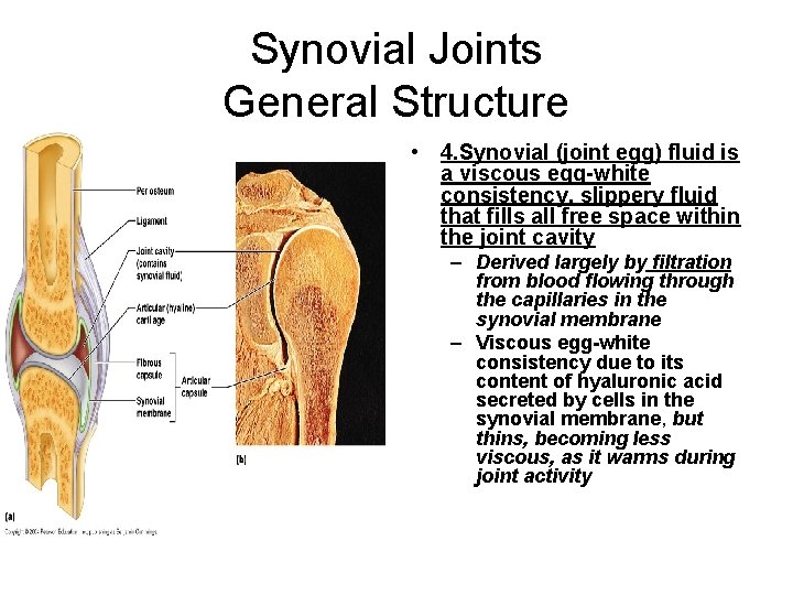 Synovial Joints General Structure • 4. Synovial (joint egg) fluid is a viscous egg-white