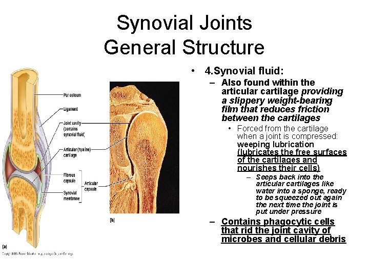 Synovial Joints General Structure • 4. Synovial fluid: – Also found within the articular
