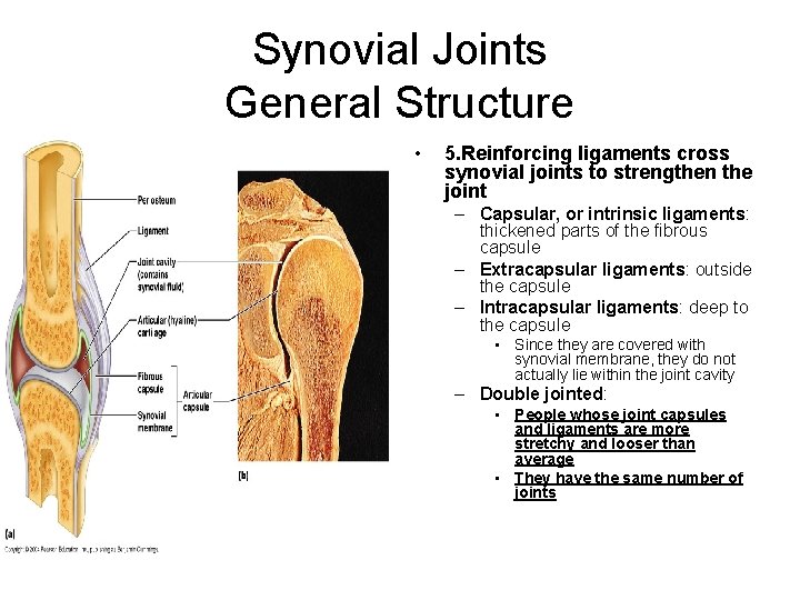 Synovial Joints General Structure • 5. Reinforcing ligaments cross synovial joints to strengthen the