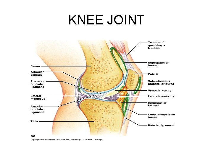 KNEE JOINT 