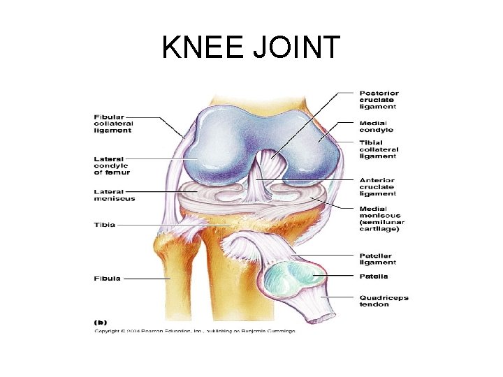 KNEE JOINT 