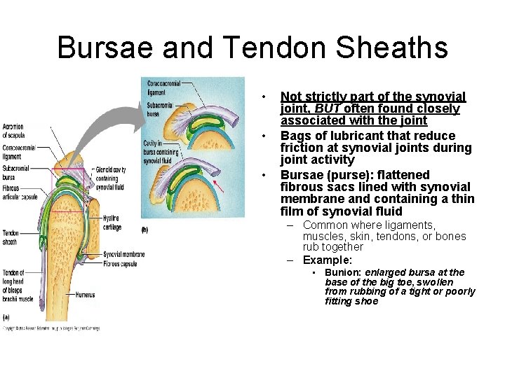 Bursae and Tendon Sheaths • • • Not strictly part of the synovial joint,