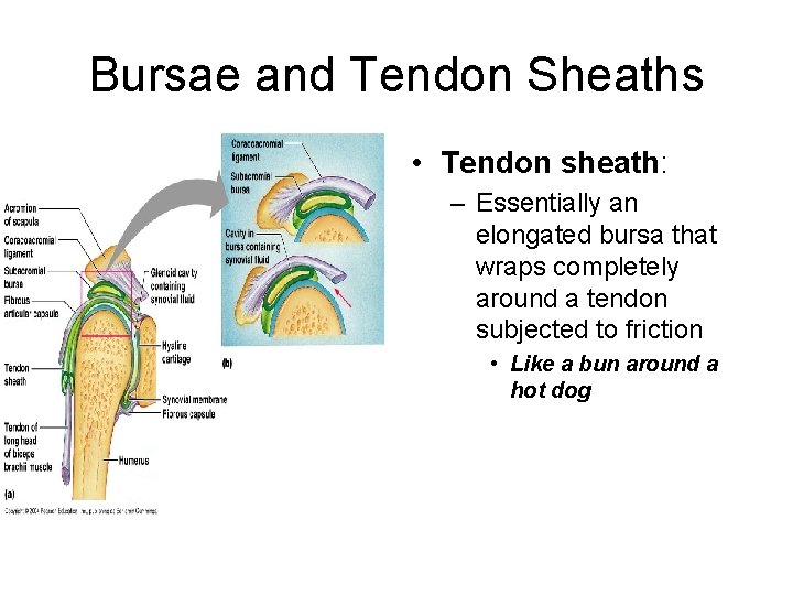 Bursae and Tendon Sheaths • Tendon sheath: – Essentially an elongated bursa that wraps