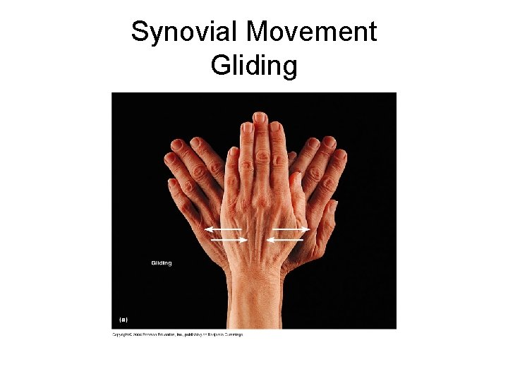 Synovial Movement Gliding 