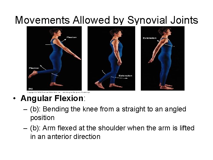 Movements Allowed by Synovial Joints • Angular Flexion: – (b): Bending the knee from