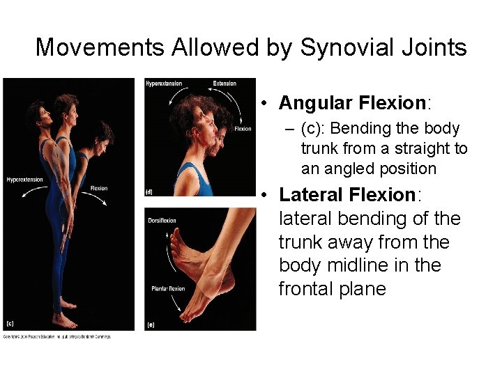 Movements Allowed by Synovial Joints • Angular Flexion: – (c): Bending the body trunk