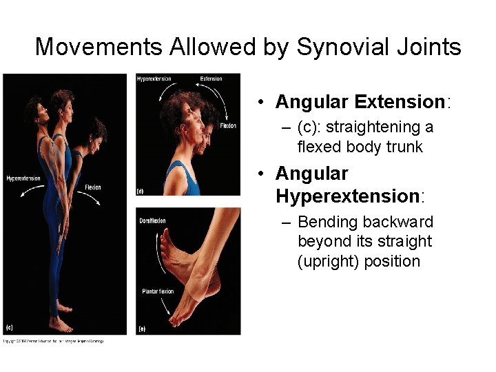 Movements Allowed by Synovial Joints • Angular Extension: – (c): straightening a flexed body