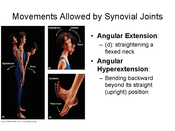 Movements Allowed by Synovial Joints • Angular Extension: – (d): straightening a flexed neck