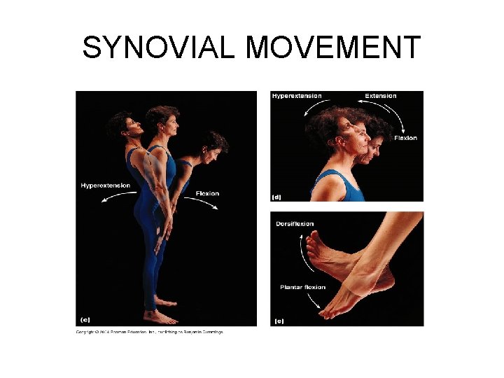 SYNOVIAL MOVEMENT 