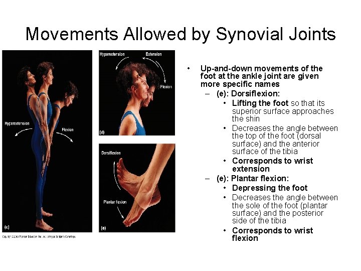 Movements Allowed by Synovial Joints • Up-and-down movements of the foot at the ankle