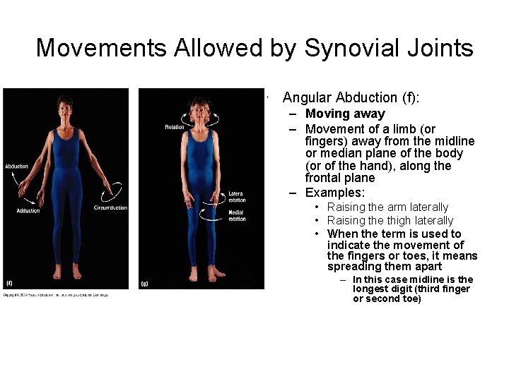 Movements Allowed by Synovial Joints • Angular Abduction (f): – Moving away – Movement