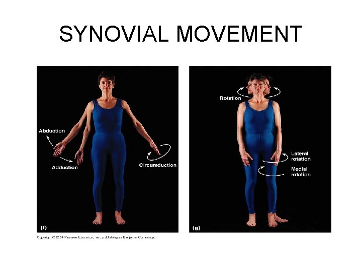 SYNOVIAL MOVEMENT 