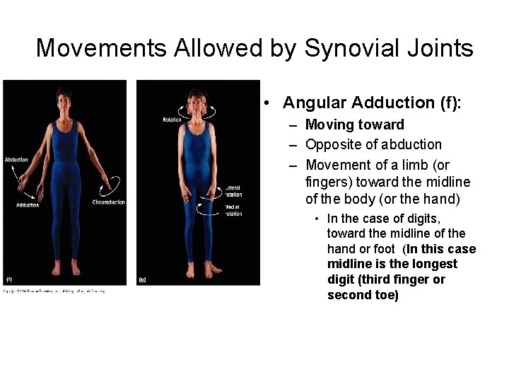 Movements Allowed by Synovial Joints • Angular Adduction (f): – Moving toward – Opposite