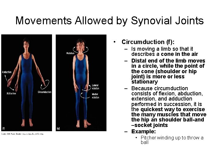 Movements Allowed by Synovial Joints • Circumduction (f): – Is moving a limb so