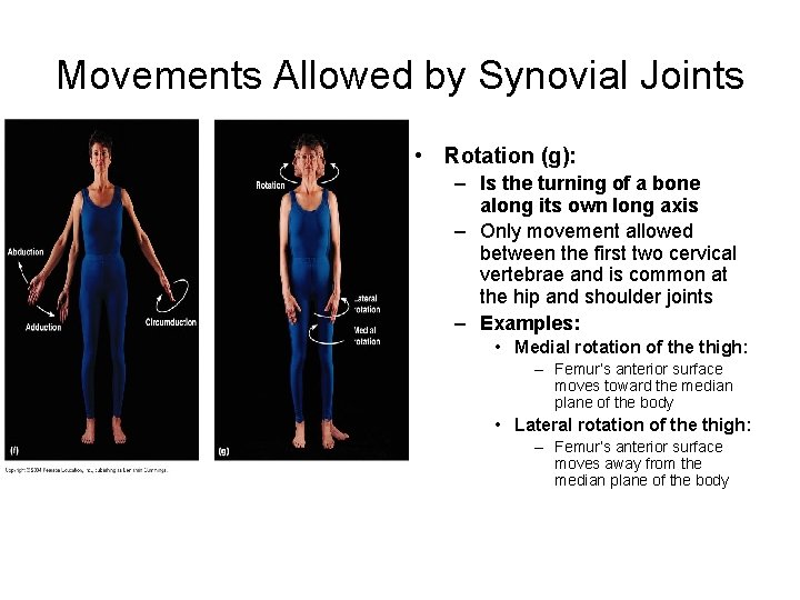 Movements Allowed by Synovial Joints • Rotation (g): – Is the turning of a