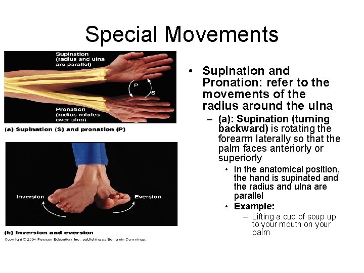 Special Movements • Supination and Pronation: refer to the movements of the radius around