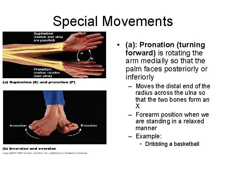 Special Movements • (a): Pronation (turning forward) is rotating the arm medially so that