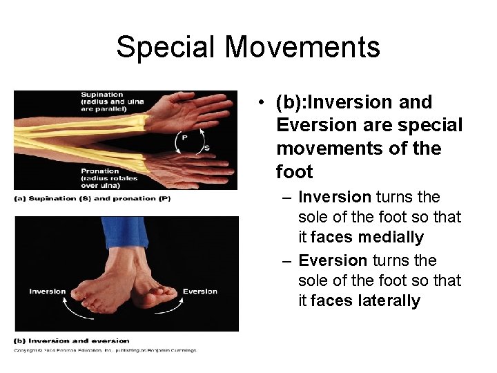 Special Movements • (b): Inversion and Eversion are special movements of the foot –