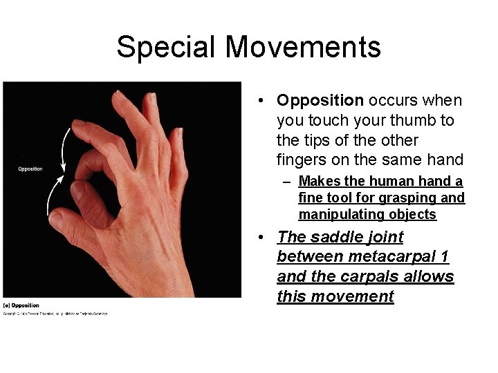 Special Movements • Opposition occurs when you touch your thumb to the tips of