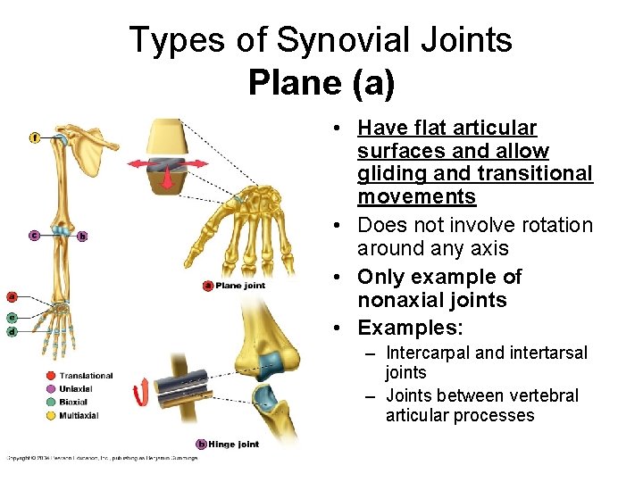 Types of Synovial Joints Plane (a) • Have flat articular surfaces and allow gliding