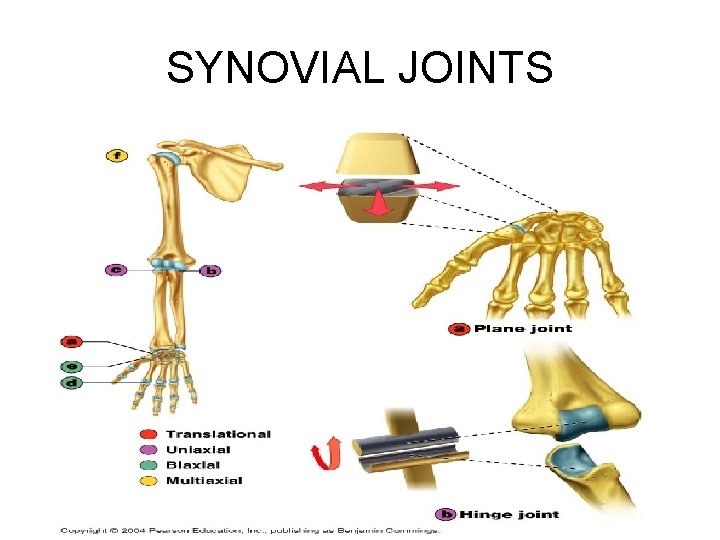 SYNOVIAL JOINTS 