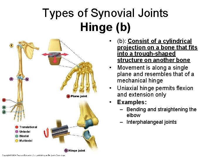 Types of Synovial Joints Hinge (b) • (b): Consist of a cylindrical projection on