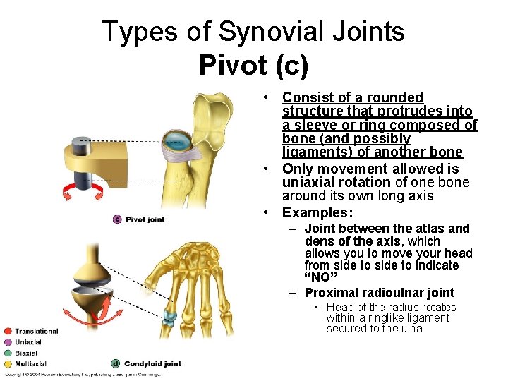 Types of Synovial Joints Pivot (c) • Consist of a rounded structure that protrudes