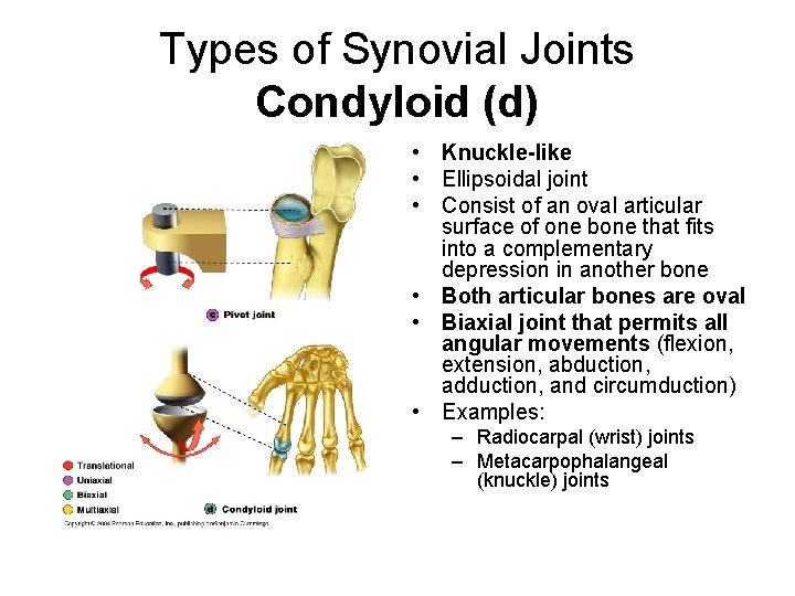 Types of Synovial Joints Condyloid (d) • Knuckle-like • Ellipsoidal joint • Consist of