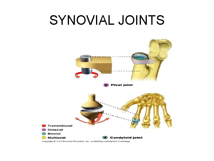 SYNOVIAL JOINTS 