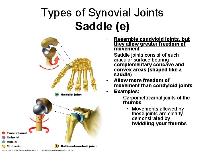 Types of Synovial Joints Saddle (e) • • Resemble condyloid joints, but they allow