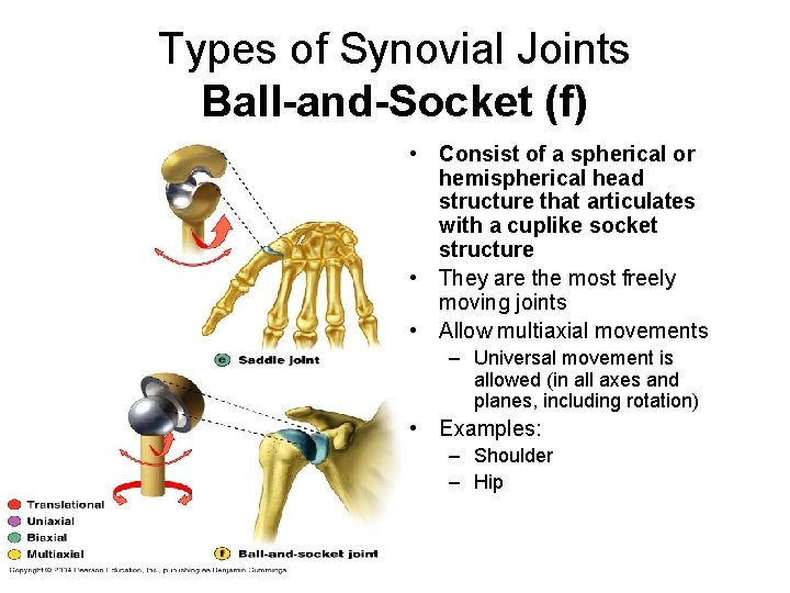 Types of Synovial Joints Ball-and-Socket (f) • Consist of a spherical or hemispherical head