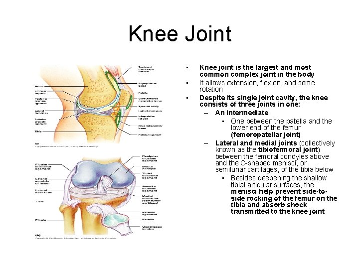Knee Joint • • • Knee joint is the largest and most common complex